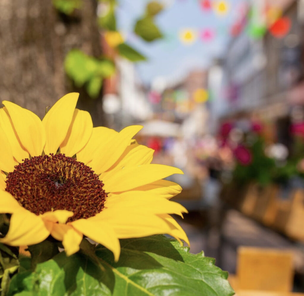 Sonnenblume Königstrasse Elmshorn Medienkapitän